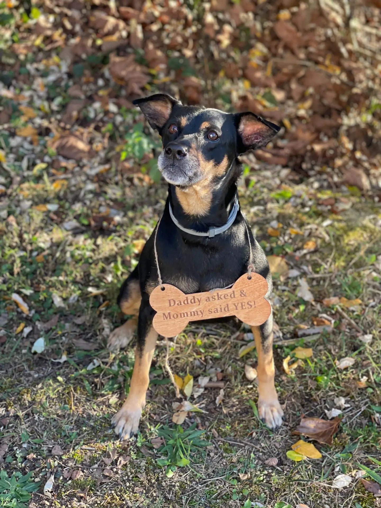 Wooden Engagement Announcement Sign for dog