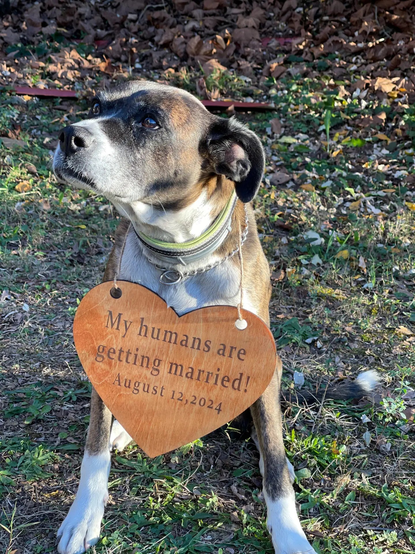 Wooden Engagement Announcement Sign for dog